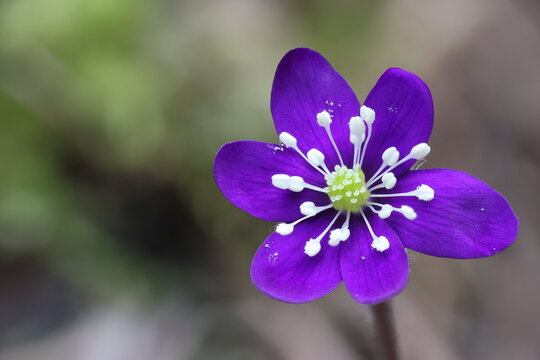 Liverleaf (Hepatica nobilis)