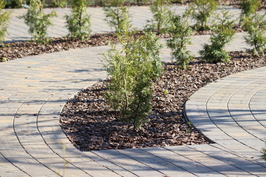 Young thuja trees planted in a garden bed covered with decorative pine bark mulch