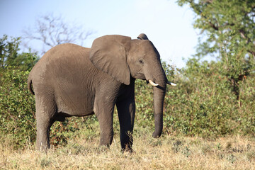 Fototapeta premium Afrikanischer Elefant / African elephant / Loxodonta africana