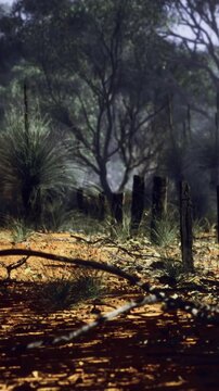 A path covered in red dirt runs through a forest. Wooden posts are lined up along the edge. The sun casts shadows on the ground. Dense vegetation surrounds the path, creating a natural setting.