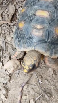 Un primer plano de una tortuga de tama&ntilde;o mediano caminado lento en un piso de tierra. Video vertical 
