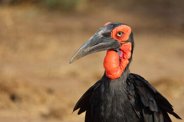 Kaffernhornrabe / Southern ground hornbill / Bucorvus leadbeateri © Ludwig