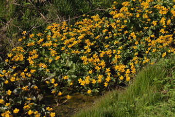 Obraz premium Marsh marigold - the most beautiful first spring flowers growing in damp places