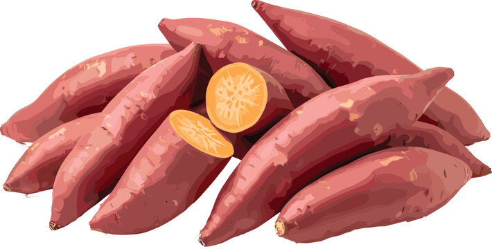 Sweet potato collection vector illustration with fresh organic tubers and sliced yam root vegetable