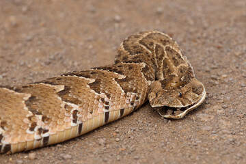 Naklejka premium Puffotter / Puff adder / Bitis arietans arietans