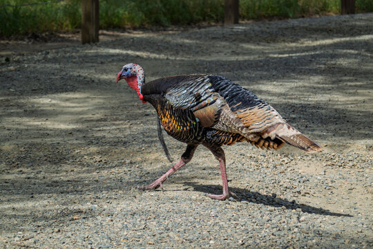 Wild Turkey Walking on Gravel Path