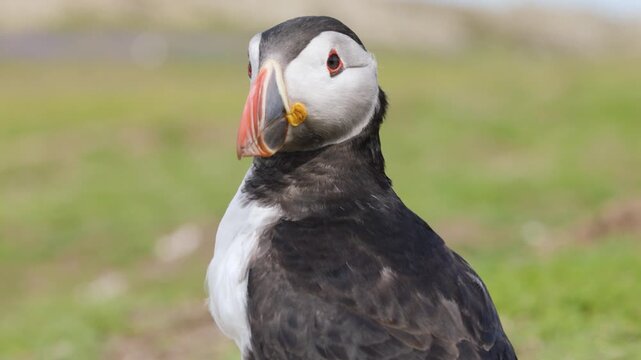 Portrait of a wild Atlantic Puffin