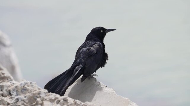 A common grackle fluffing up its feathers and slow motion at Utah Lake.
