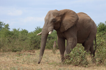 Obraz premium Afrikanischer Elefant / African elephant / Loxodonta africana
