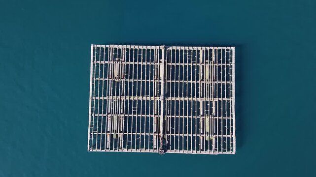 Mussel rafts floating in a vast blue seascape for aquaculture in galicia, spain