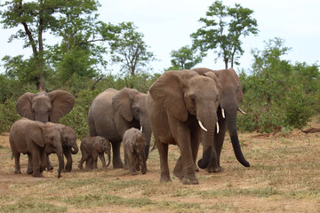 Fototapeta premium Afrikanischer Elefant / African elephant / Loxodonta africana