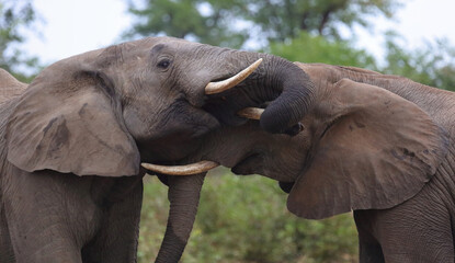 Fototapeta premium Afrikanischer Elefant / African elephant / Loxodonta africana