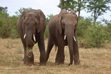 Fototapeta premium Afrikanischer Elefant / African elephant / Loxodonta africana