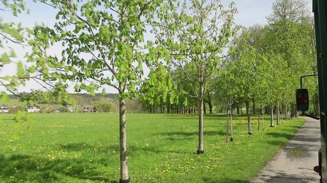 A beautiful view of young trees at the edge of the meadow from the tourist train.