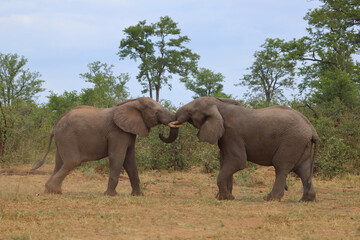 Obraz premium Afrikanischer Elefant / African elephant / Loxodonta africana