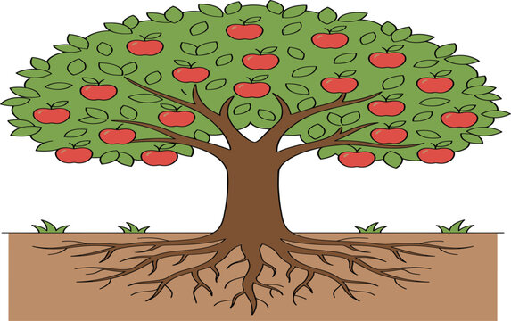 Apple tree with visible root system vector illustration showing fruit growth structure underground roots and branches ideal for agriculture education nature diagrams and botanical design