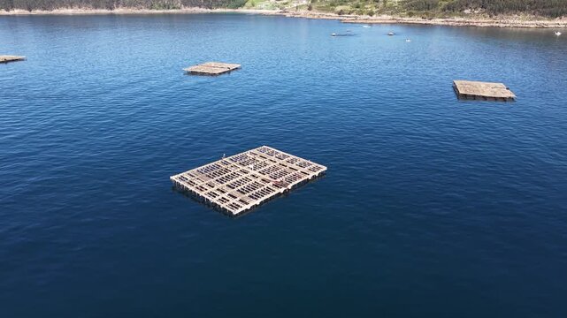 Mussel rafts floating in a vast blue seascape for aquaculture in galicia, spain