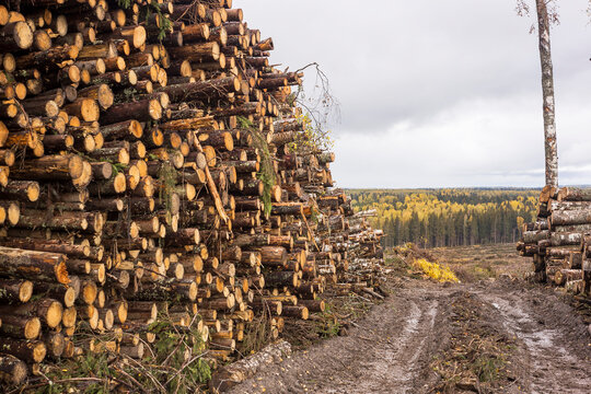 stacks of timber lie in the logging area