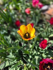 Obraz premium Elegant yellow tulip blooming in spring sunlight
