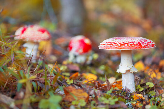Red fly agaric mushrooms grow in the forest