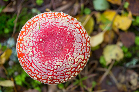 Red fly agaric mushrooms grow in the forest