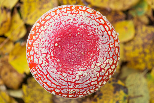 Red fly agaric mushrooms grow in the forest