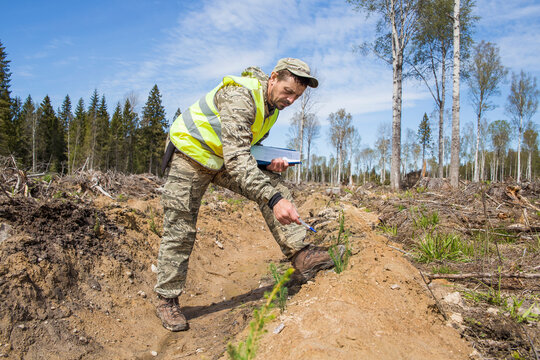 A male worker plants coniferous trees.