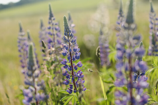 Summer purple wildflowers lupine in meadow at sunset. Summer flower background