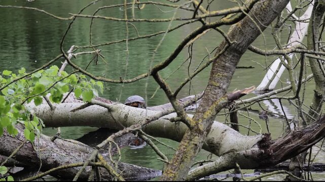 invasive red-eared slider terrapin sunning on a log in a dutch lake