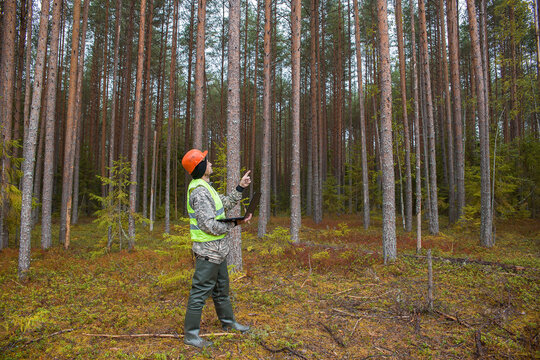 A forest engineer works in the forest with a computer.