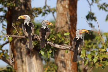 Rotringtoko oder Südlicher Gelbschnabeltoko / Southern yellow-billed hornbill / Tockus leucomelas © Ludwig