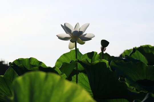 蓮の花