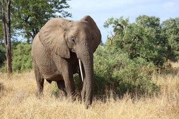 Fototapeta premium Afrikanischer Elefant / African elephant / Loxodonta africana