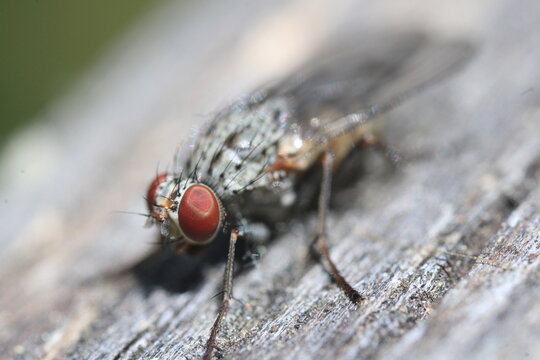 Mouche