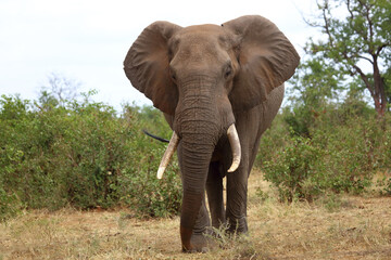 Fototapeta premium Afrikanischer Elefant / African elephant / Loxodonta africana
