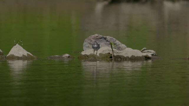 Wood Sandpiper (Tringa glareola) foraging at the water's edge on a muddy riverbank.4k slow motion 