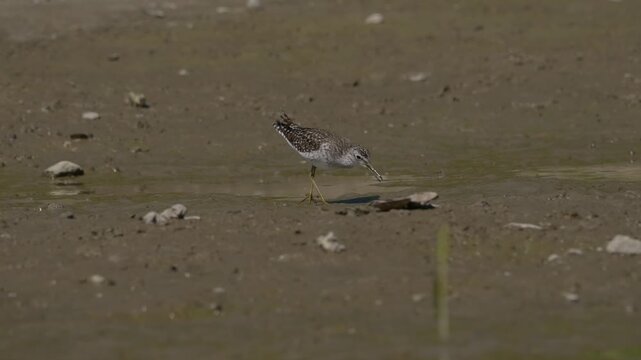 Wood Sandpiper (Tringa glareola) foraging at the water's edge on a muddy riverbank.4k slow motion 