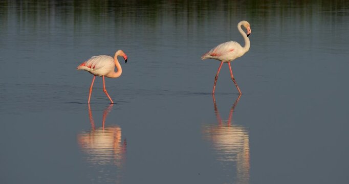 Greater Flamingos, Phoenicopterus roseus, the Camargue, France