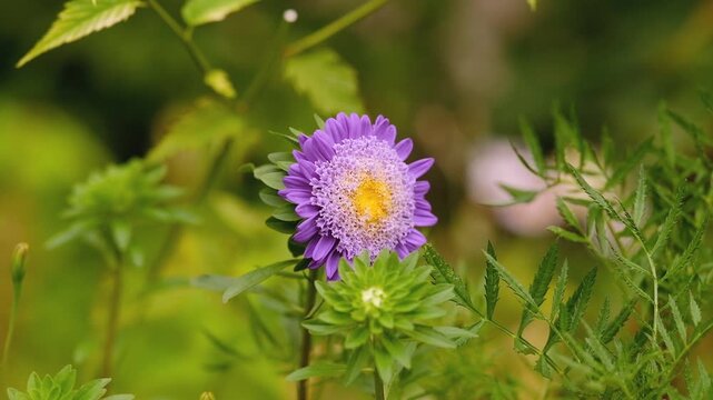 Purple and white aster flower with a yellow center blooming in the garden among green leaves.