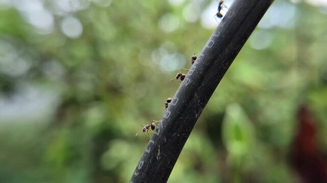 Ants crawl along a dark tree branch. Green foliage softly blurs in background. Nature's tiny workers move with purpose. Image captures quiet, industrious activity. Perfect for ecology, nature