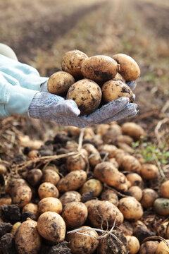 Potatoes in hands of farmer. Fertile soil. Hands in gloves. Large potato harvest. Harvesting potatoes. Potato tubers are dug out of the ground. Fresh organic products. Farm with organic vegetables.
