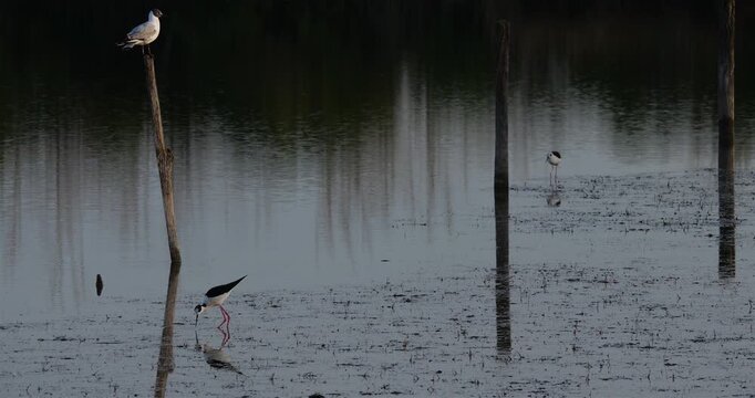 A Black-headed gull (Chroicocephalus ridibundus)perched on a wood stake, and  Black-winged stilts (Himantopus himantopus), the Camargue, France