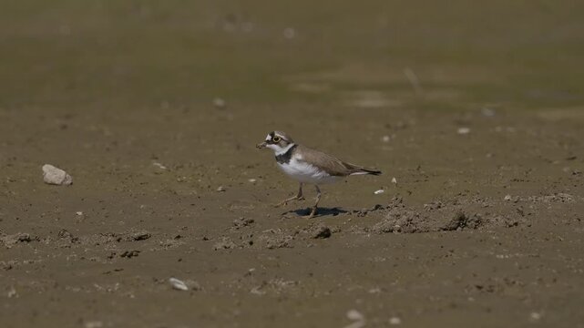 Little Ringed Plover (Charadrius dubius) foraging on a muddy riverbank