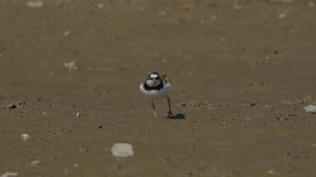 Little Ringed Plover (Charadrius dubius) foraging on a muddy riverbank