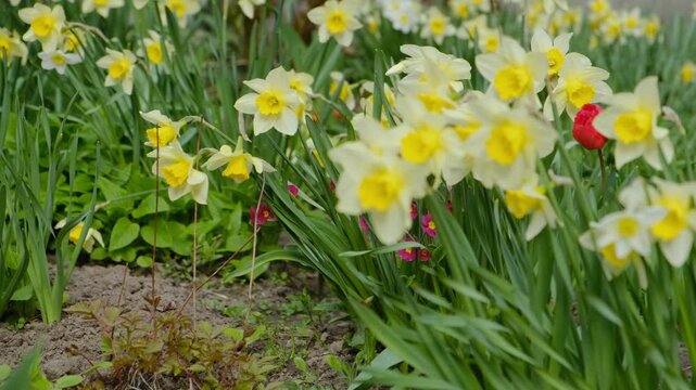 Yellow and white daffodil flowers blooming in a spring garden bed with green leaves.