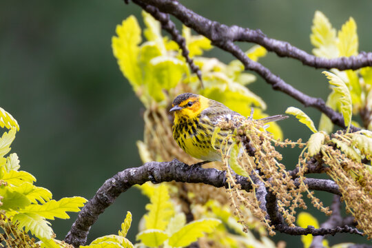 Cape May Warbler (Setophaga tigrina) perched during spring migration, Central Park, New York City