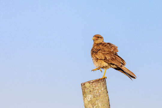 Chimango Caracara (Milvago chimango) perched on a post against a blue sky.