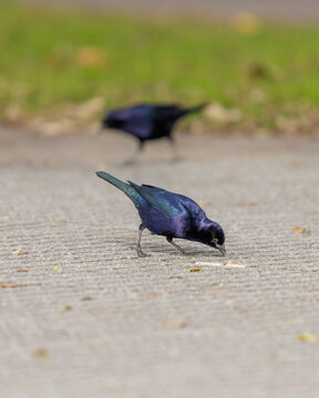 Male Shiny Cowbird (Molothrus bonariensis) in a square in Buenos Aires.