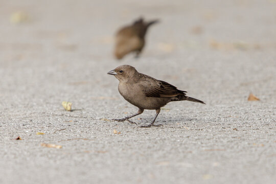 Female Shiny Cowbird (Molothrus bonariensis) in a square in Buenos Aires.