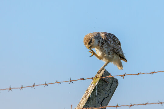Burrowing Owl (Athene cunicularia) perched on a fence post.